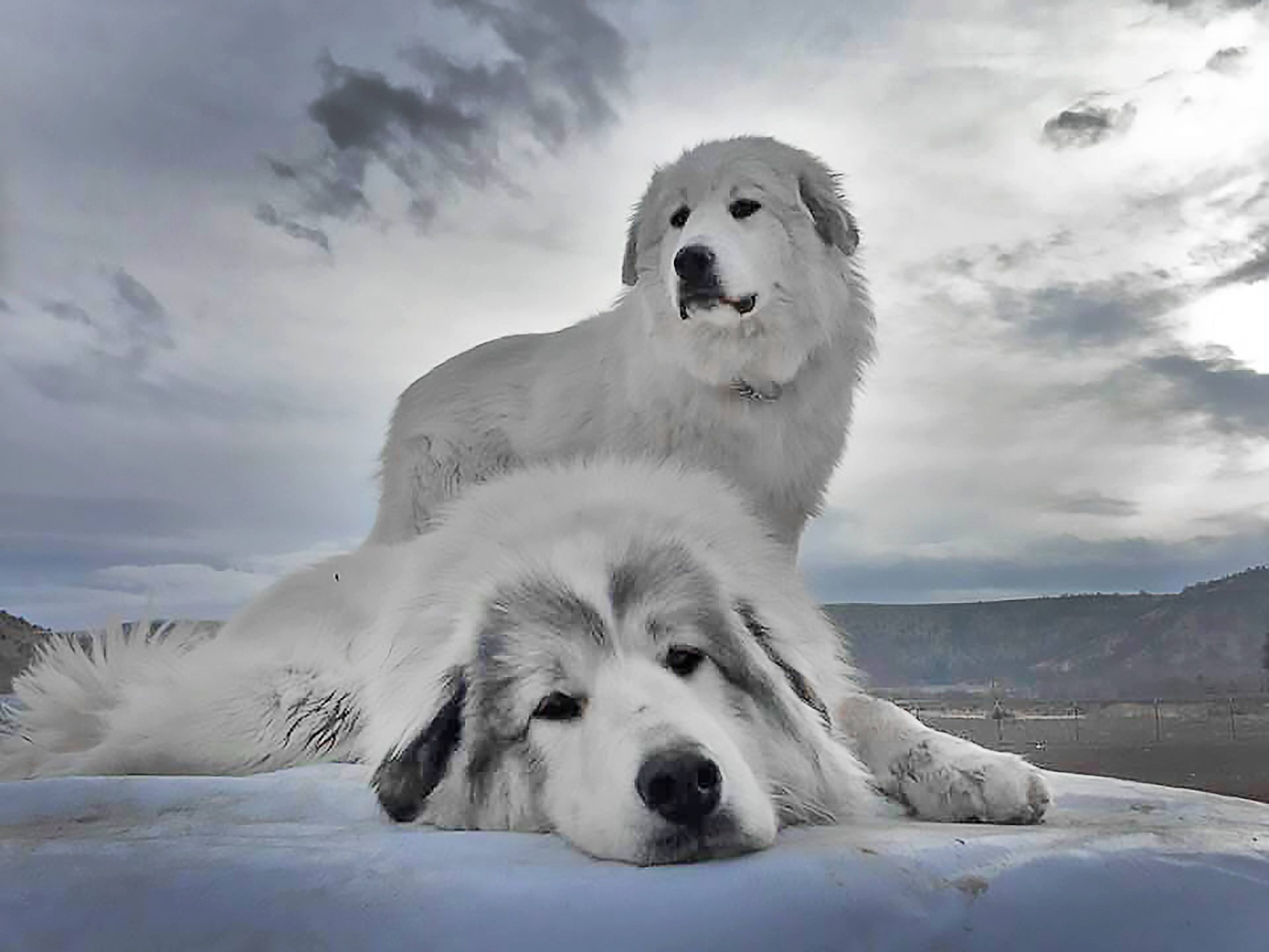 Two Guardian Dogs in large field