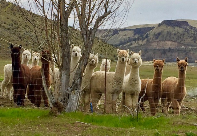alpacas