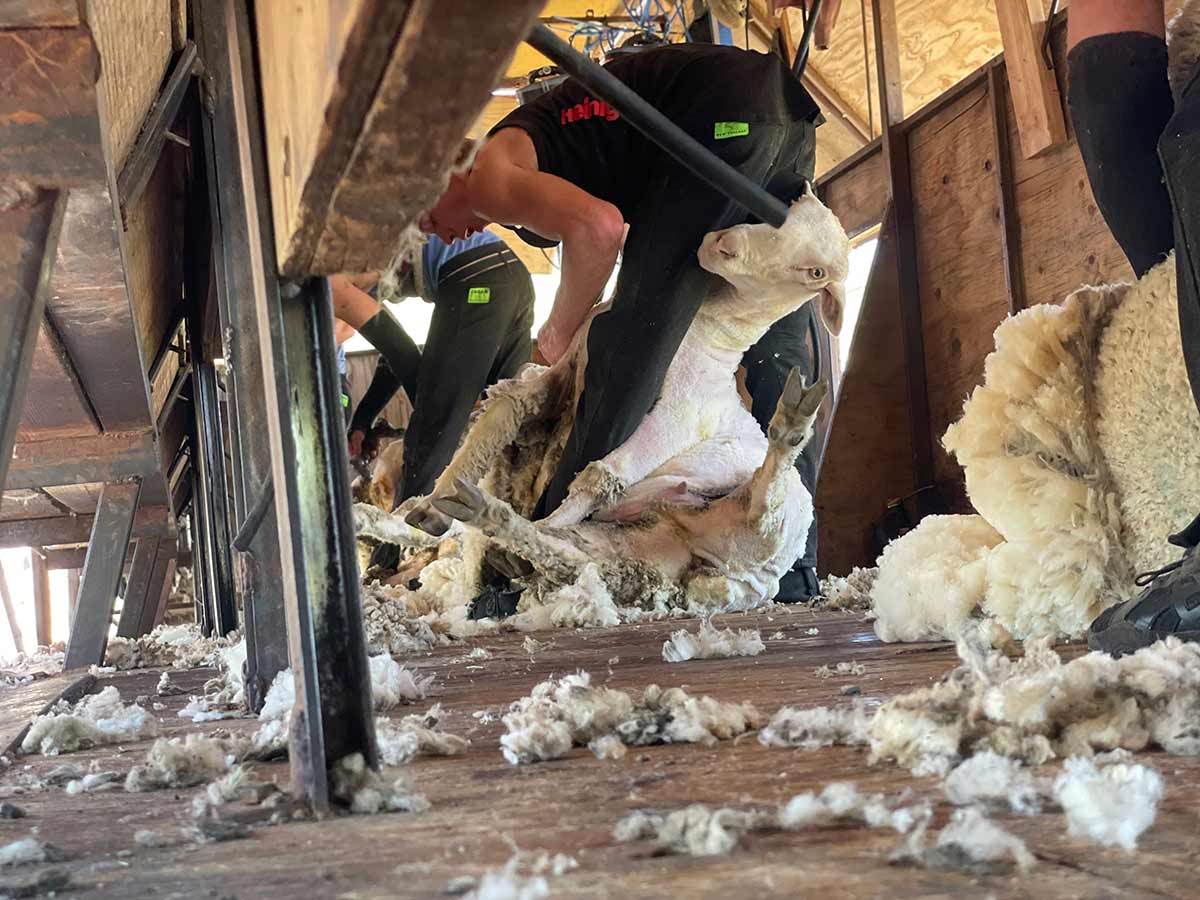 shearing of sheep