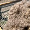 merino wool
