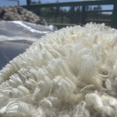 White Rambouillet wool Rambouillet wool