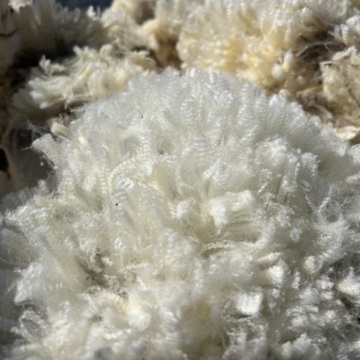 Ramboullet merino wool